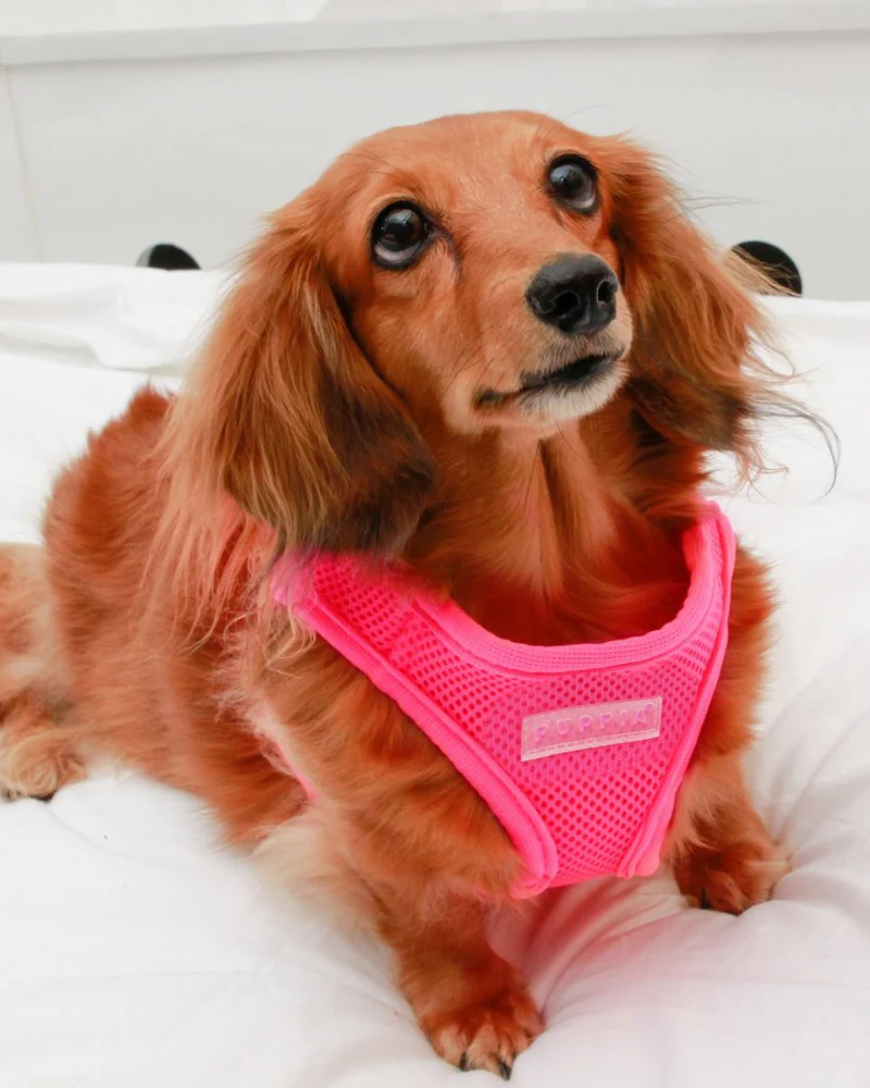 Soft Vest Dog Harness in Neon Pink - Image 2