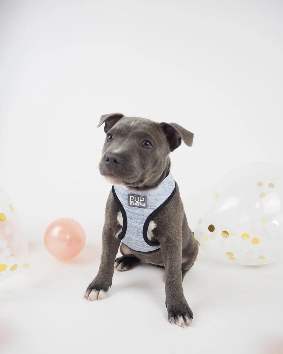 PUPSTYLE | Greys for Days Harness - Image 5