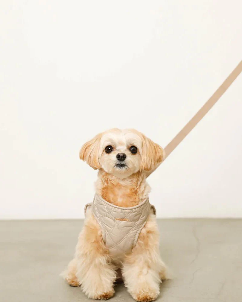 Quilted Puffer Dog Harness & Leash Set (FINAL SALE) - Image 3