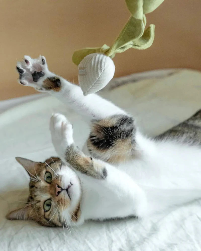 Radish Catnip Toy - Image 2