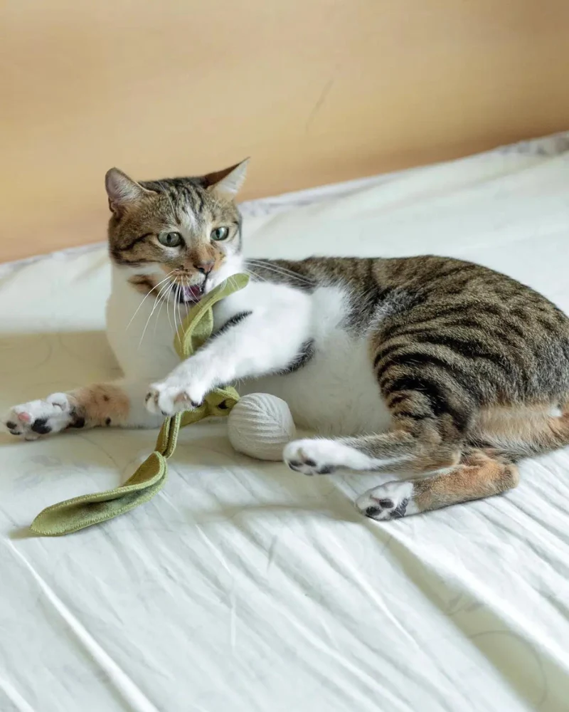 Radish Catnip Toy - Image 4