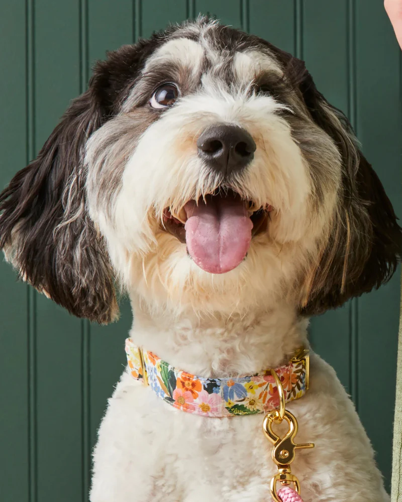 Marguerite Floral Dog Collar (FINAL SALE)