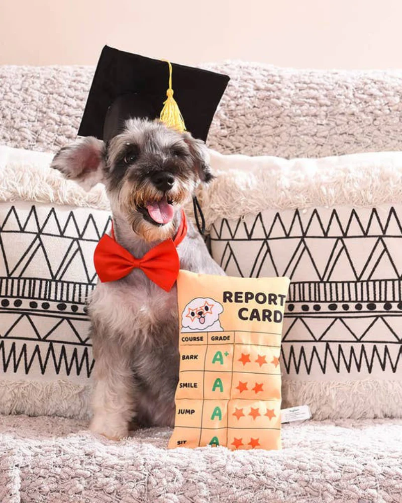 Report Card Plush Squeaky Dog Toy (FINAL SALE)