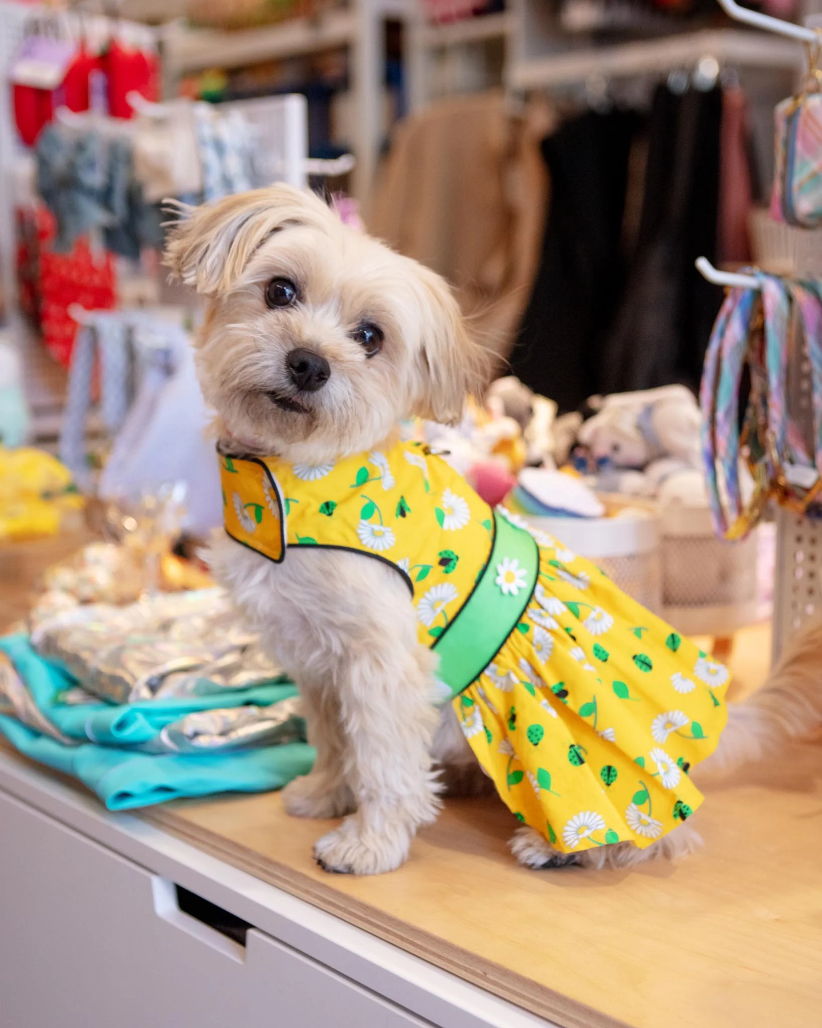 Retro Daisies Ladybug Dress for Dogs