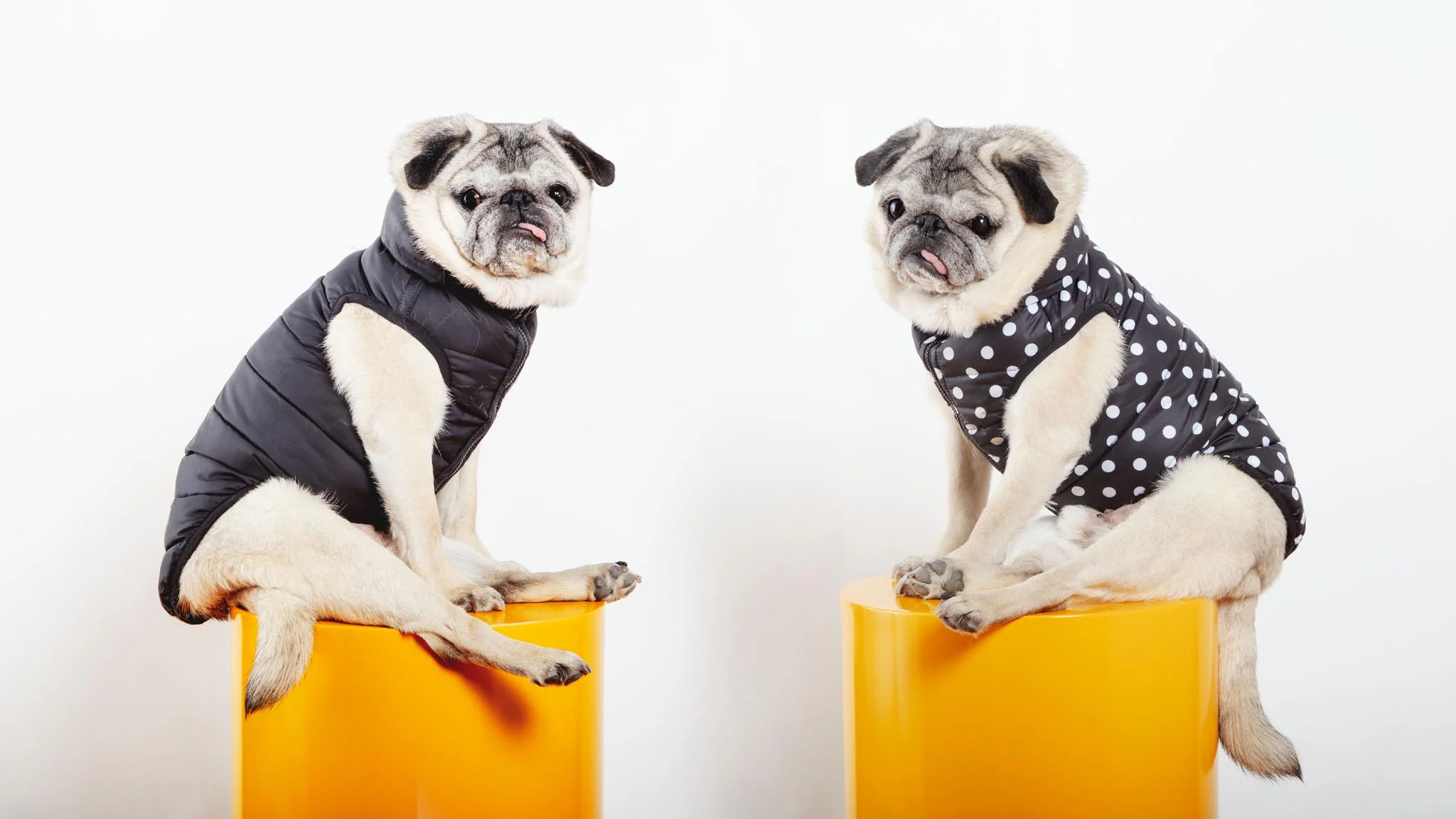 Reversible AiryVest in Black + Black Dot (DOG & CO. Exclusive) (FINAL SALE) - Image 7