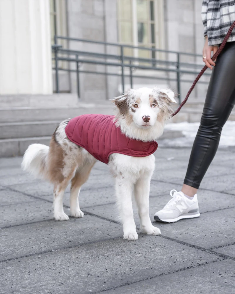 Reversible Puffer Dog Jacket in Burgundy