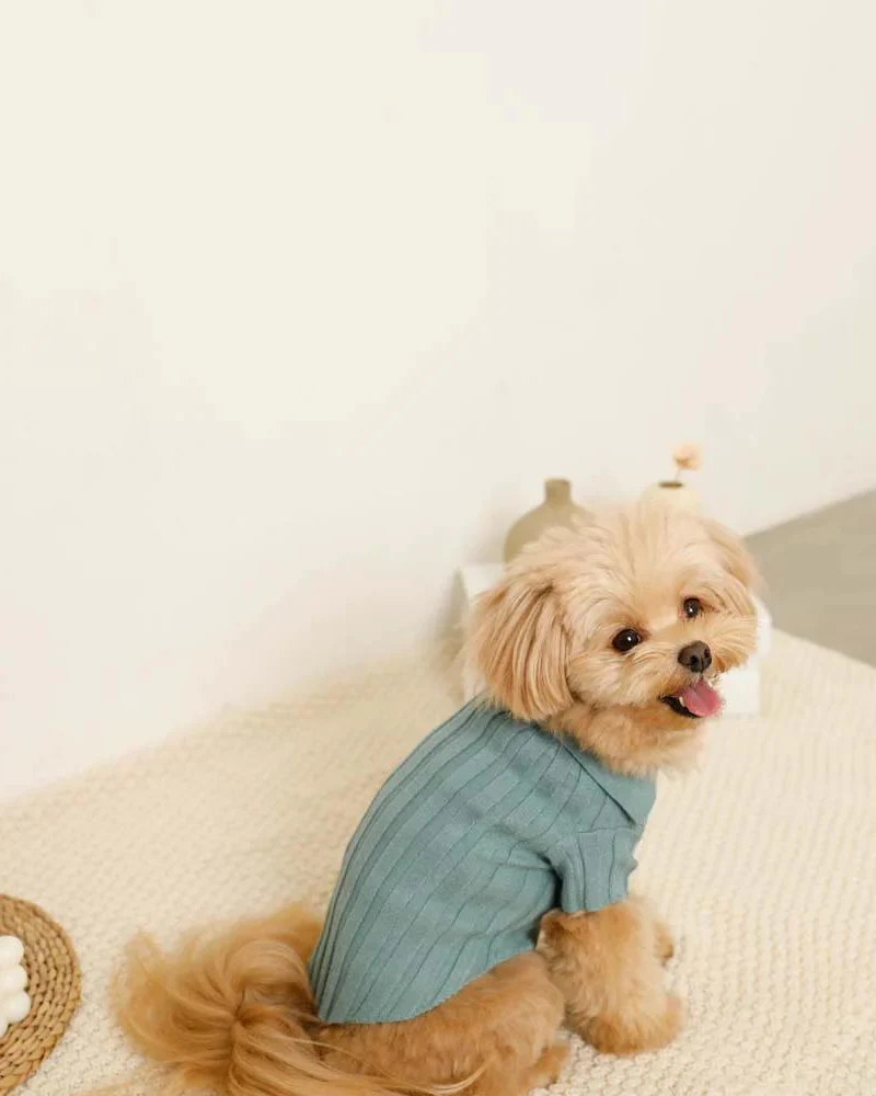 Rib Knit Dog Polo - Image 5