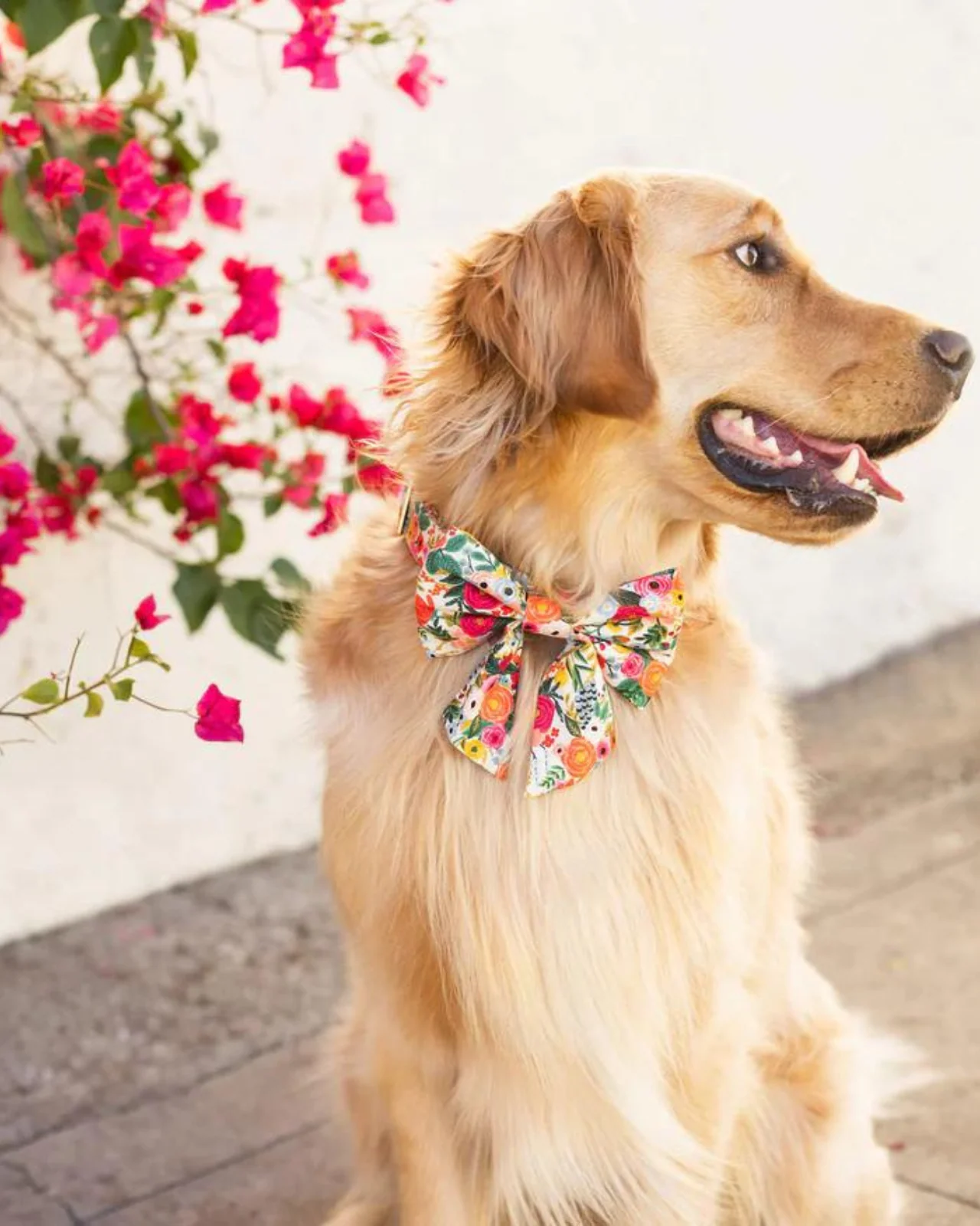 Rifle Paper Co. x TFD Garden Party Spring Lady Dog Bow (Made in the USA)