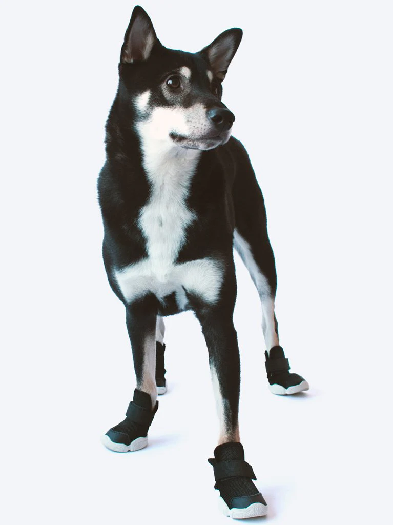 Caesar Dog Sneakers in Black - Image 5