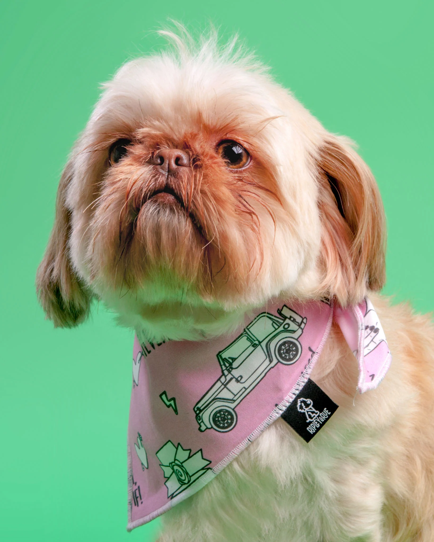 Chewless™ AS IF Dog Bandana (FINAL SALE)