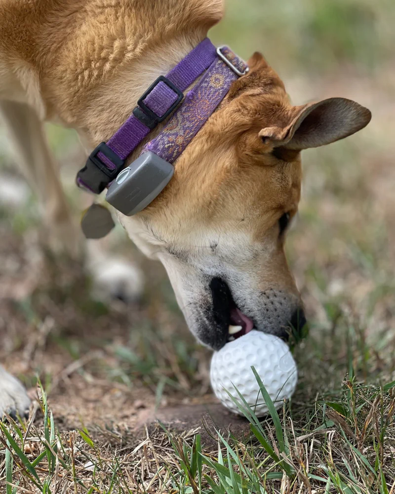 Rubber Golf Ball Enrichment Dog Toy (Made in the USA) - Image 4