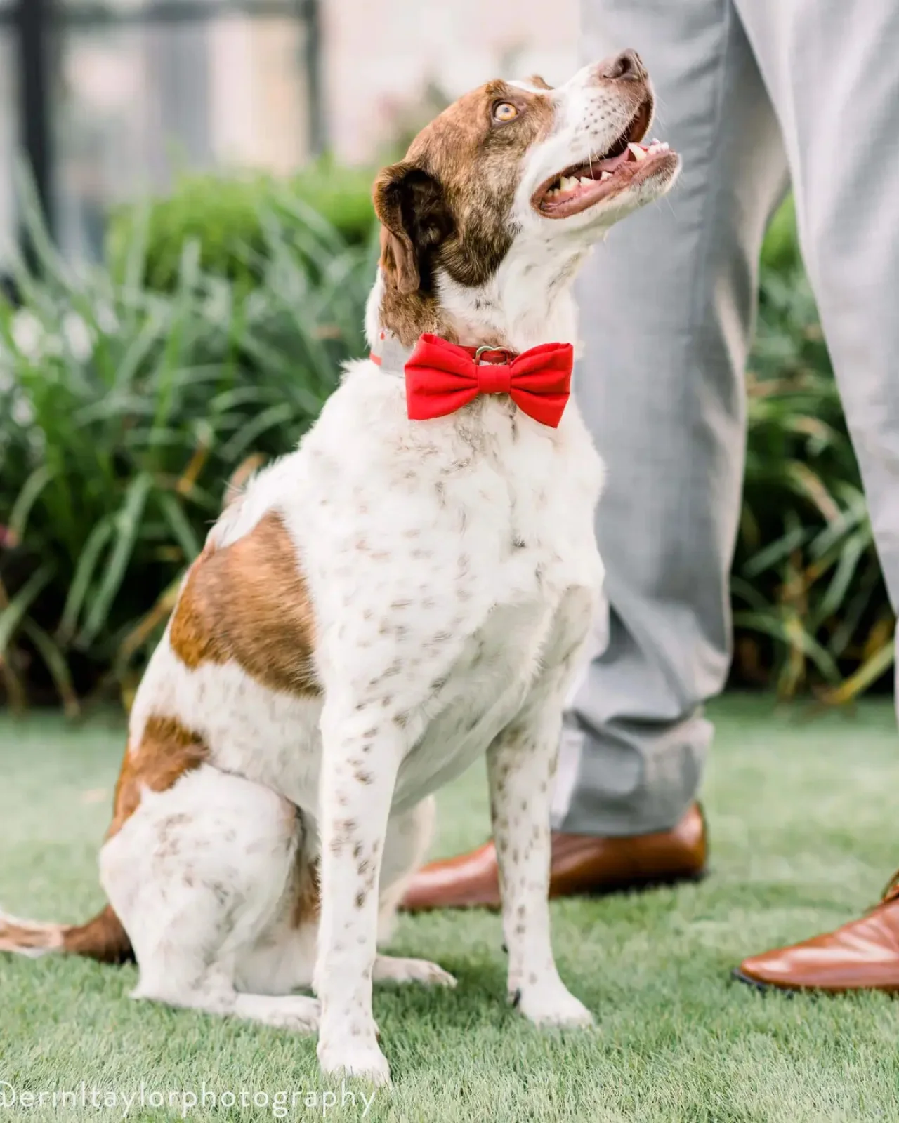 Ruby Dog Bow Tie (Made in the USA) (FINAL SALE)