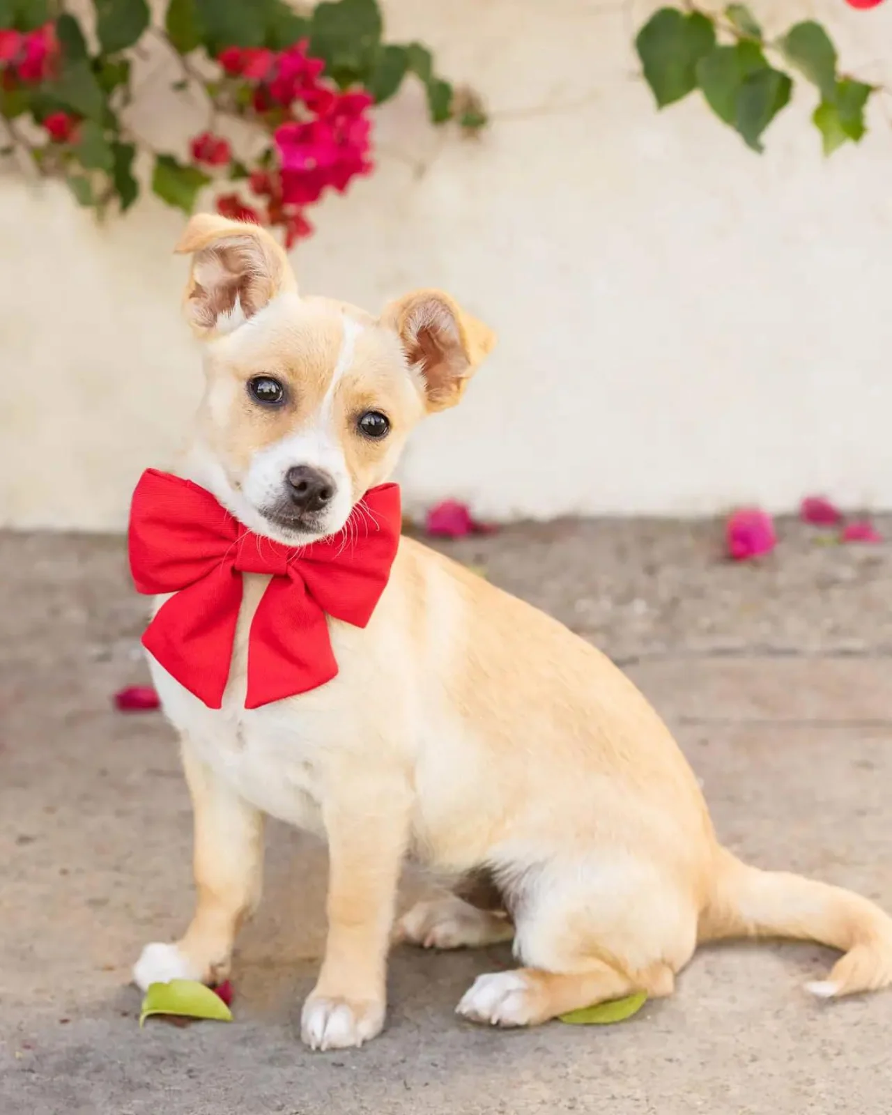Ruby Lady Dog Bow