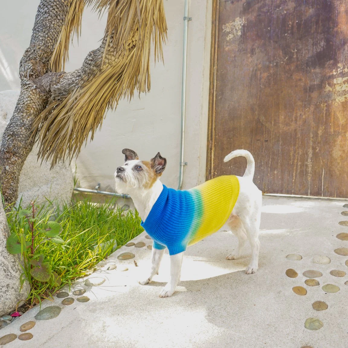 Tie-Dye Cashmere Blend Sweater in Blueberry & Pineapple << FINAL SALE >> - Image 5