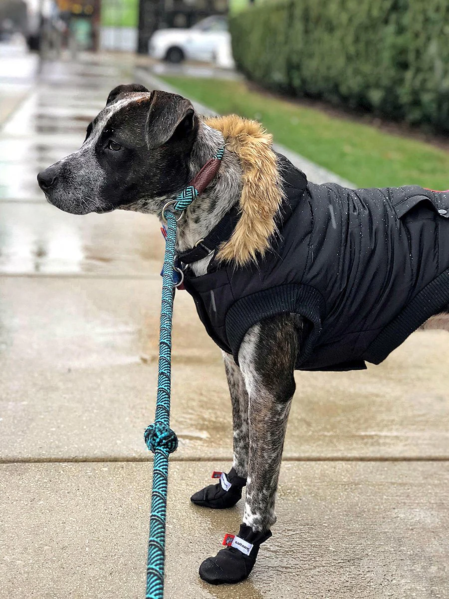 SaltSox Fleece-Lined Dog Booties in Icebreaker Grey - Image 14