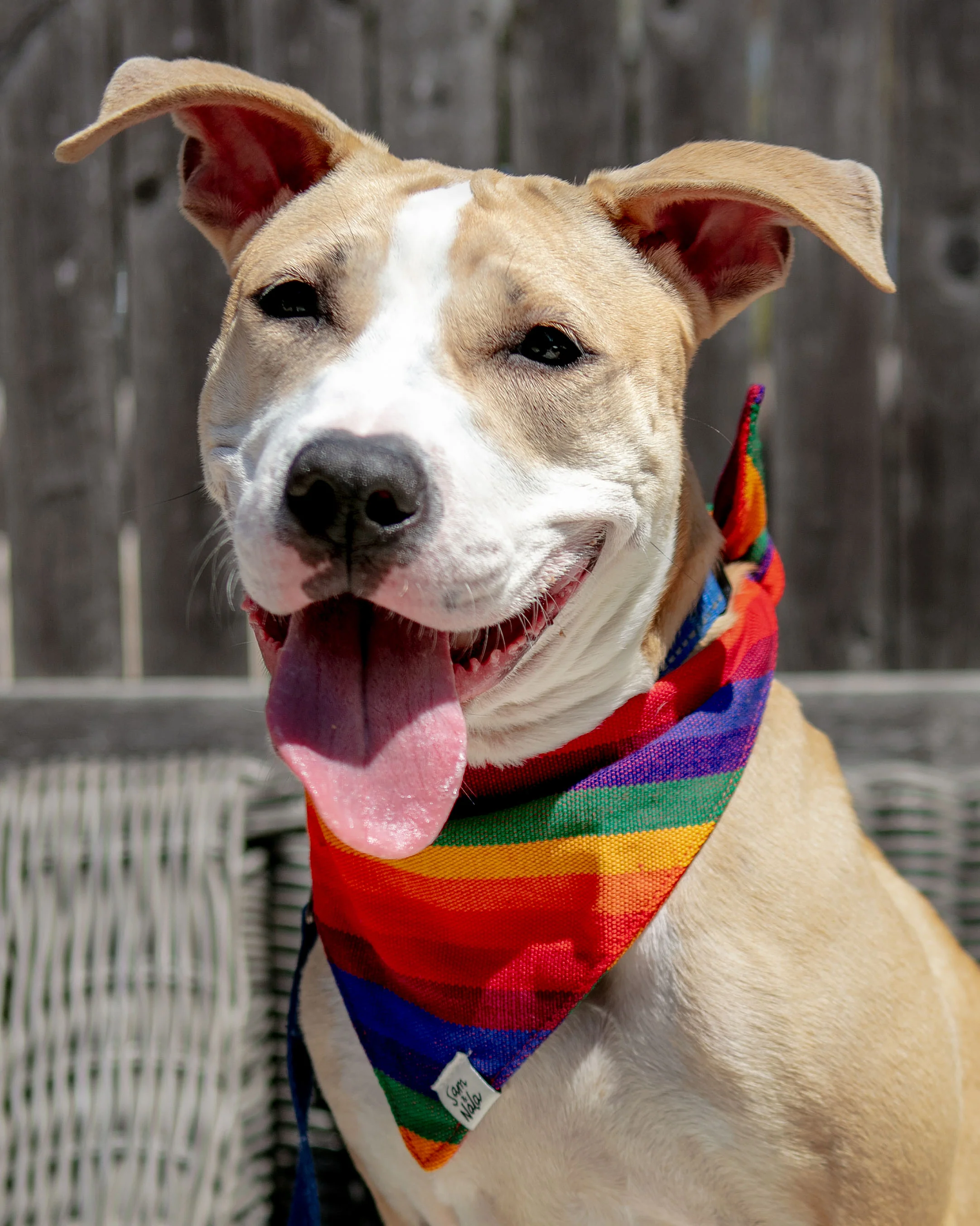 A Case Of Stripes Dog Bandana in Rainbow (FINAL SALE) - Image 2