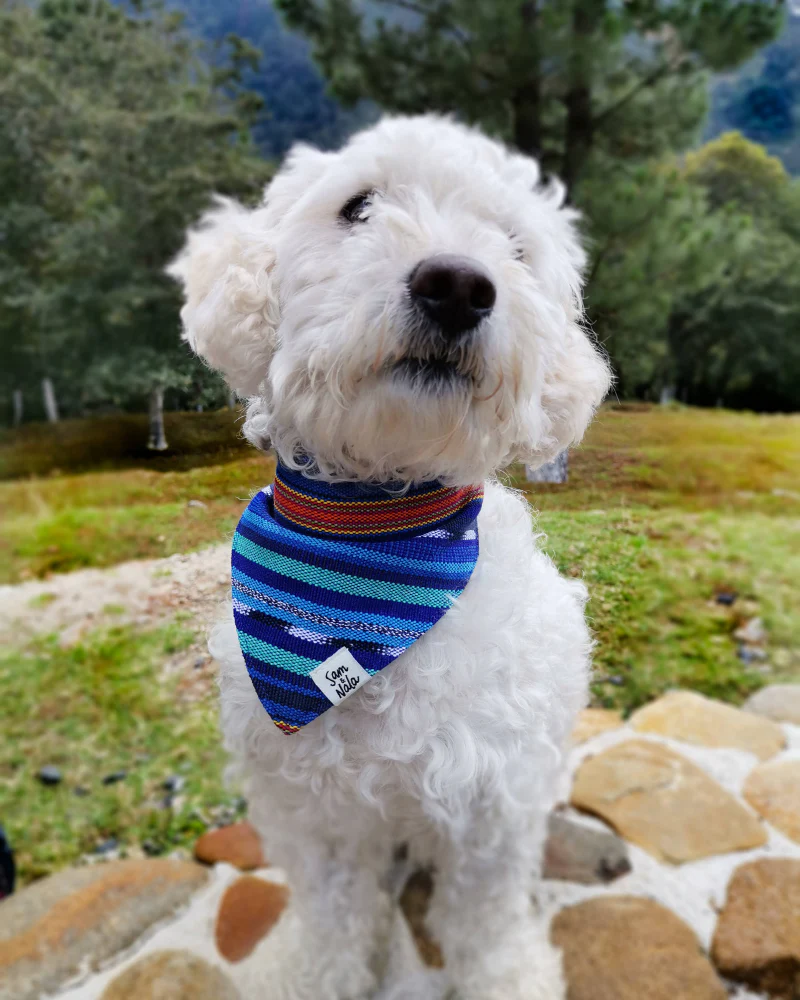 Midnight Train Dog Bandana (FINAL SALE) - Image 4
