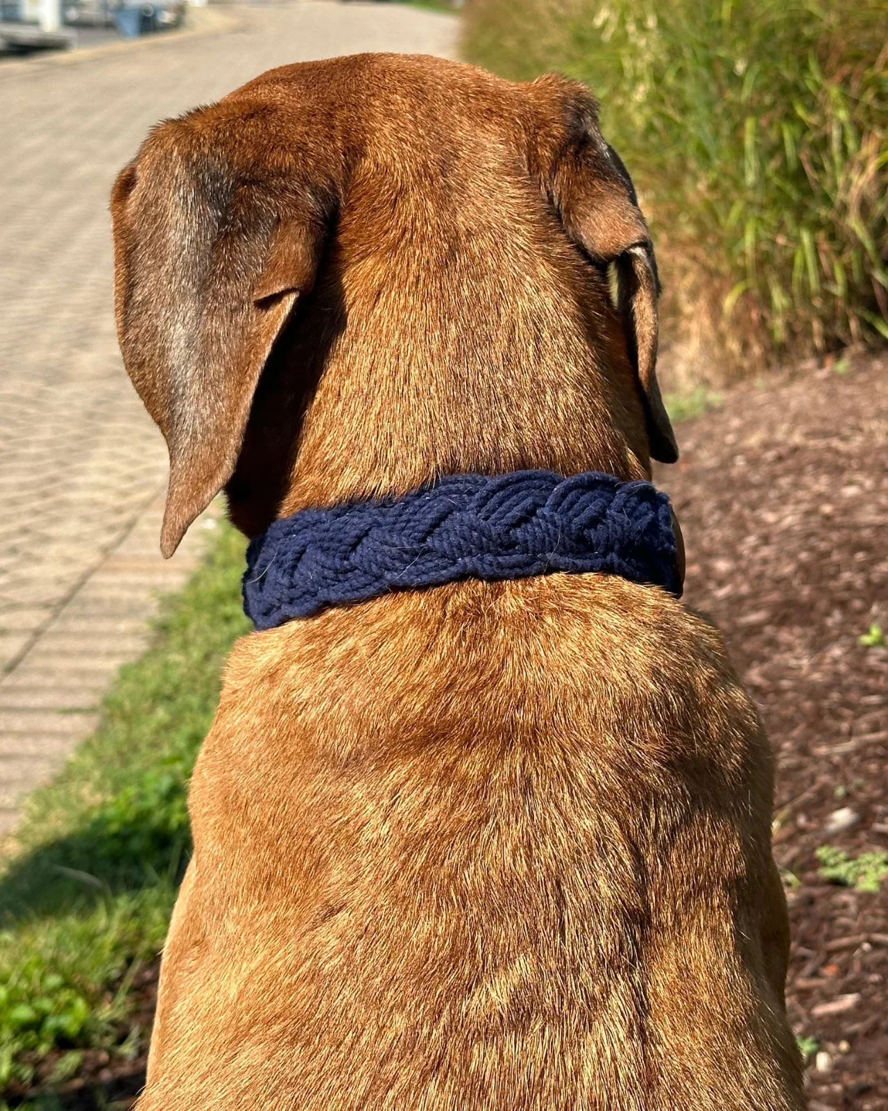 Seaside Cotton Woven Rope Dog Collar in Navy - Image 4