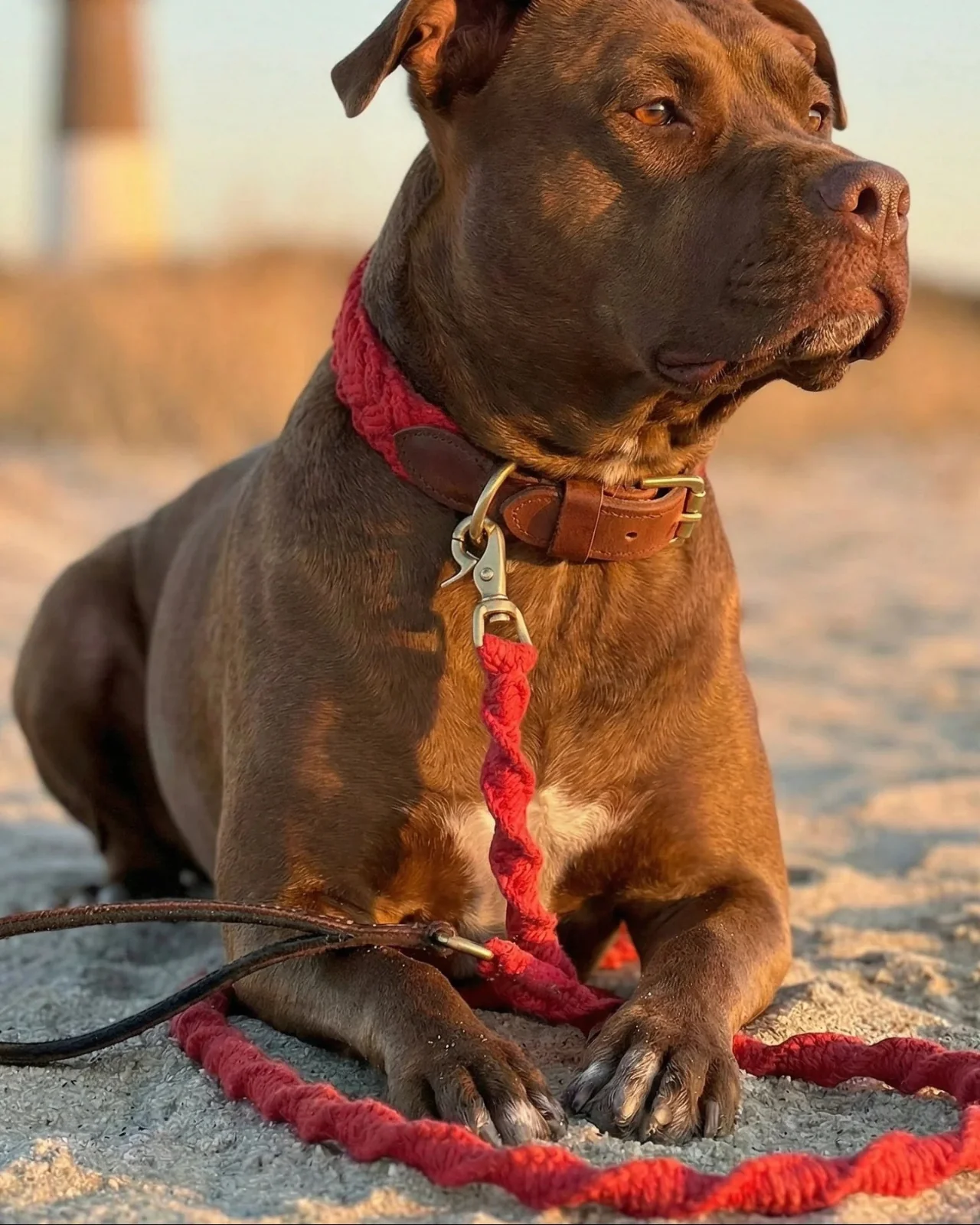 Seaside Cotton Woven Rope Dog Leash in Red