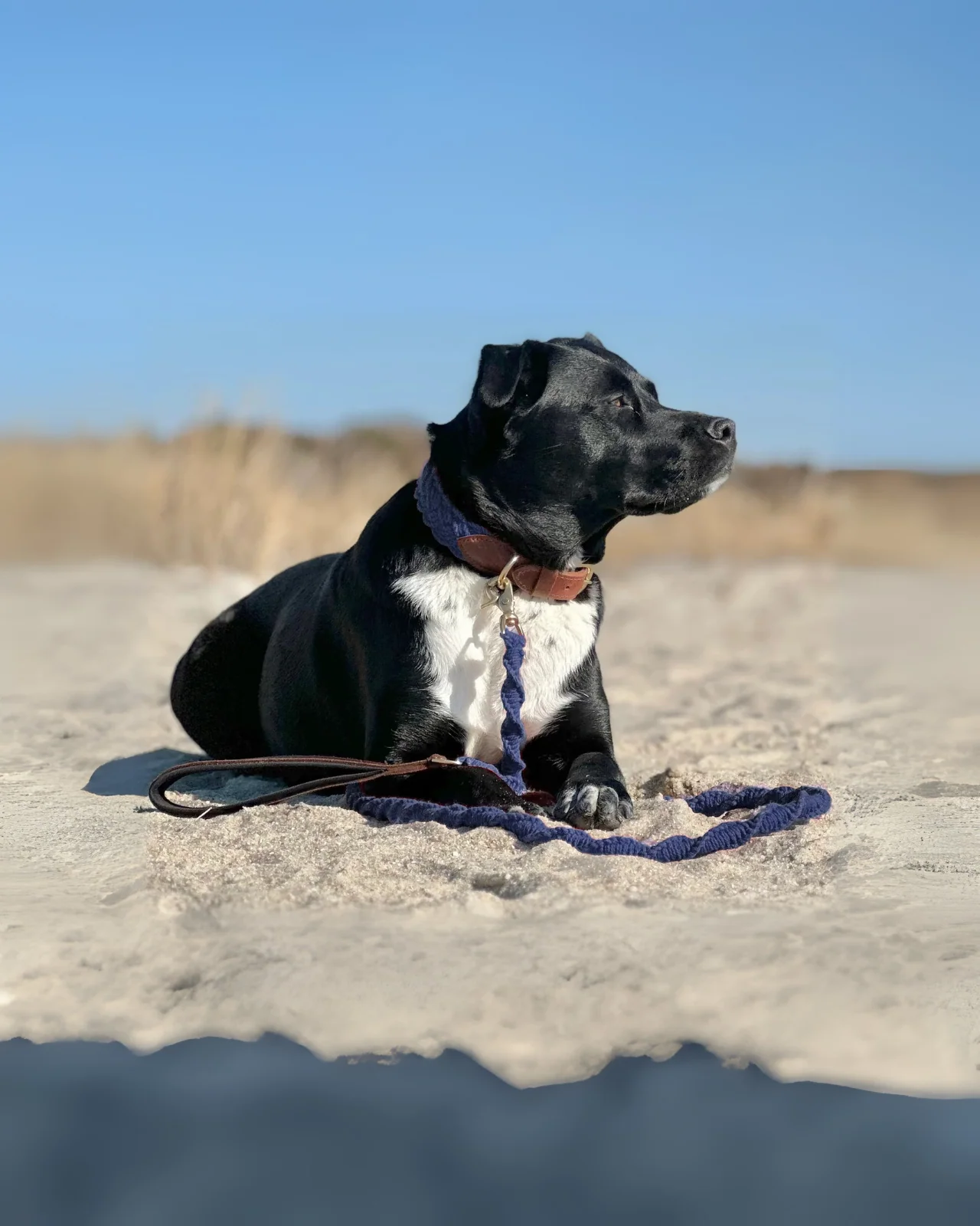 Seaside Cotton Woven Rope Dog Leash - Image 3