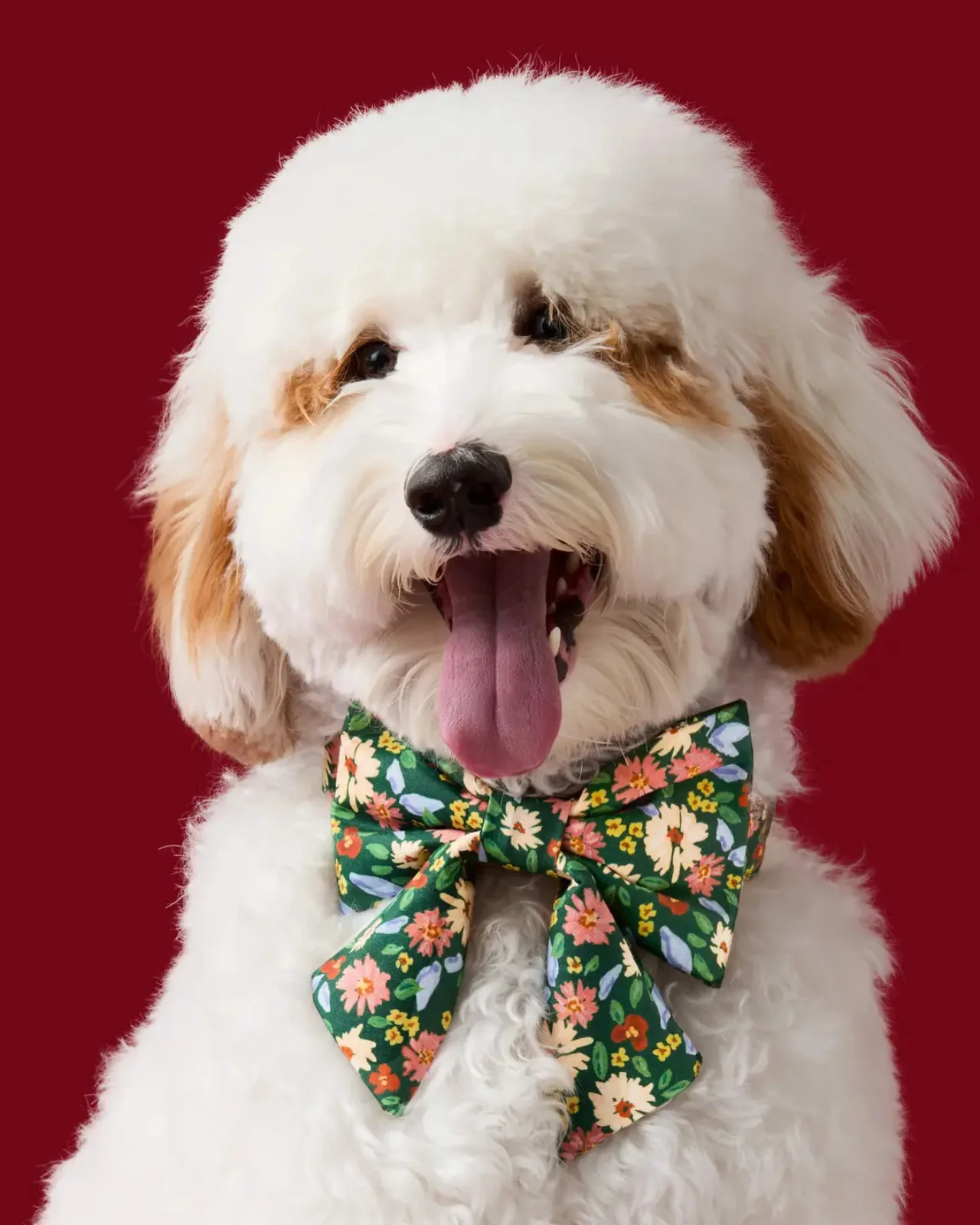 Secret Garden Lady Dog Bow (Made in the USA) (FINAL SALE)