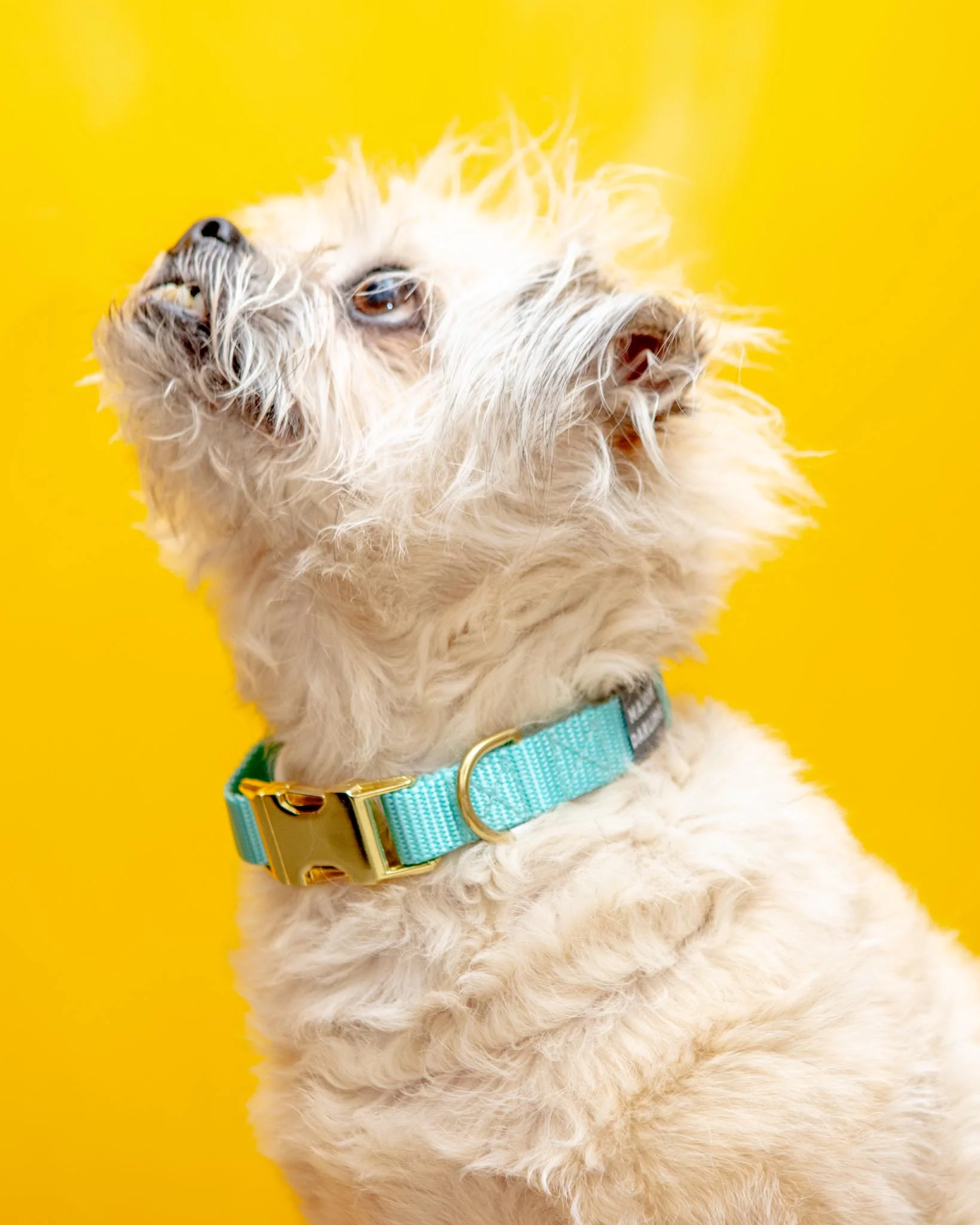 Side-Release Buckle Dog Collar in Aqua (Made in the USA) (FINAL SALE)