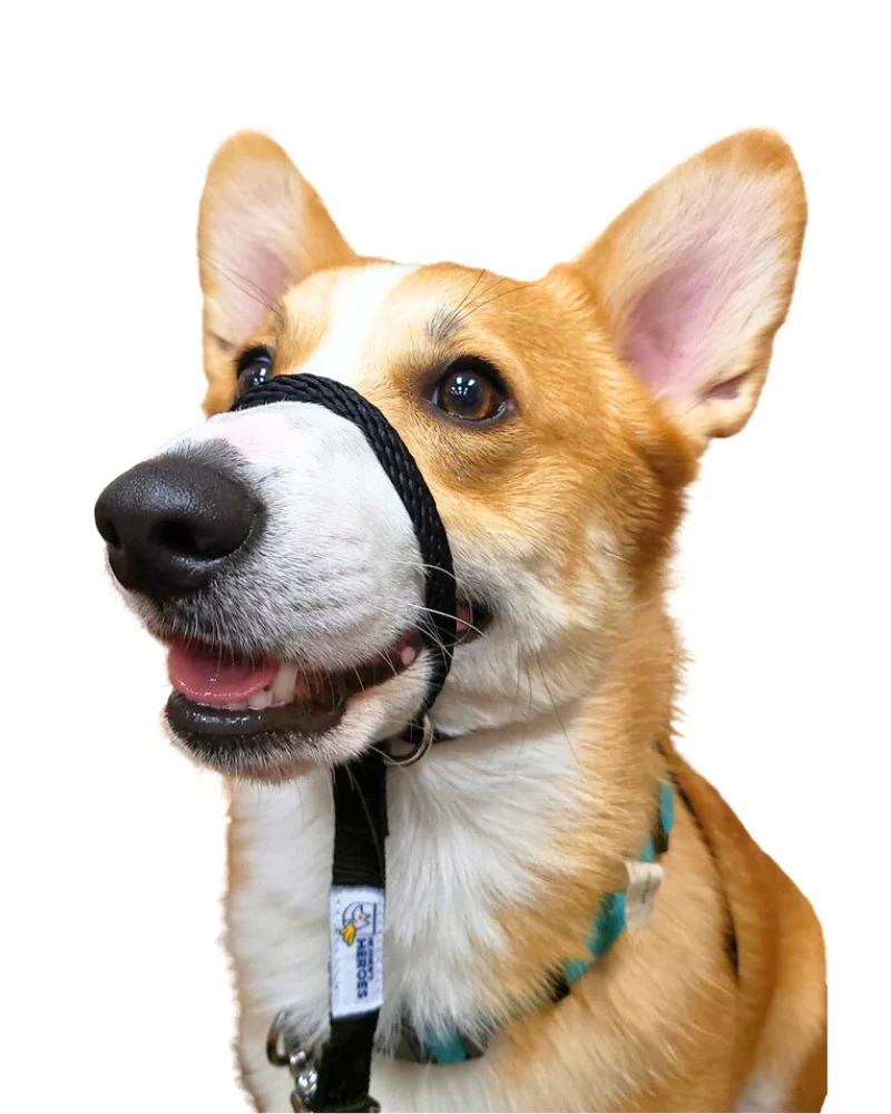 Sidekick Transitional No-Pull Leash
