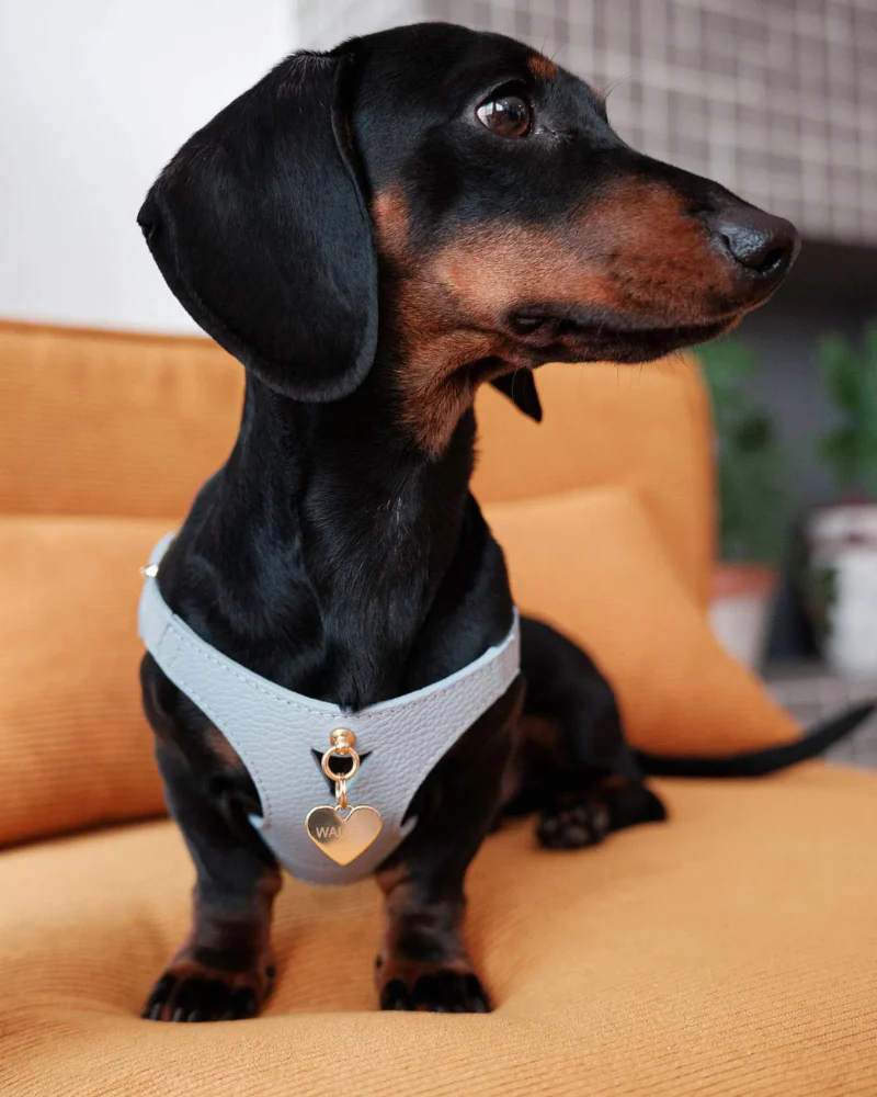 Juno Leather Dog Harness in Sky Blue (Made in Italy) (FINAL SALE) - Image 10