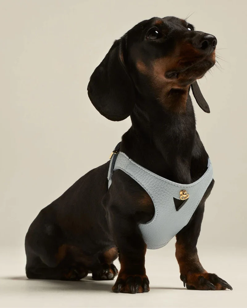 Juno Leather Dog Harness in Sky Blue (Made in Italy) (FINAL SALE) - Image 2