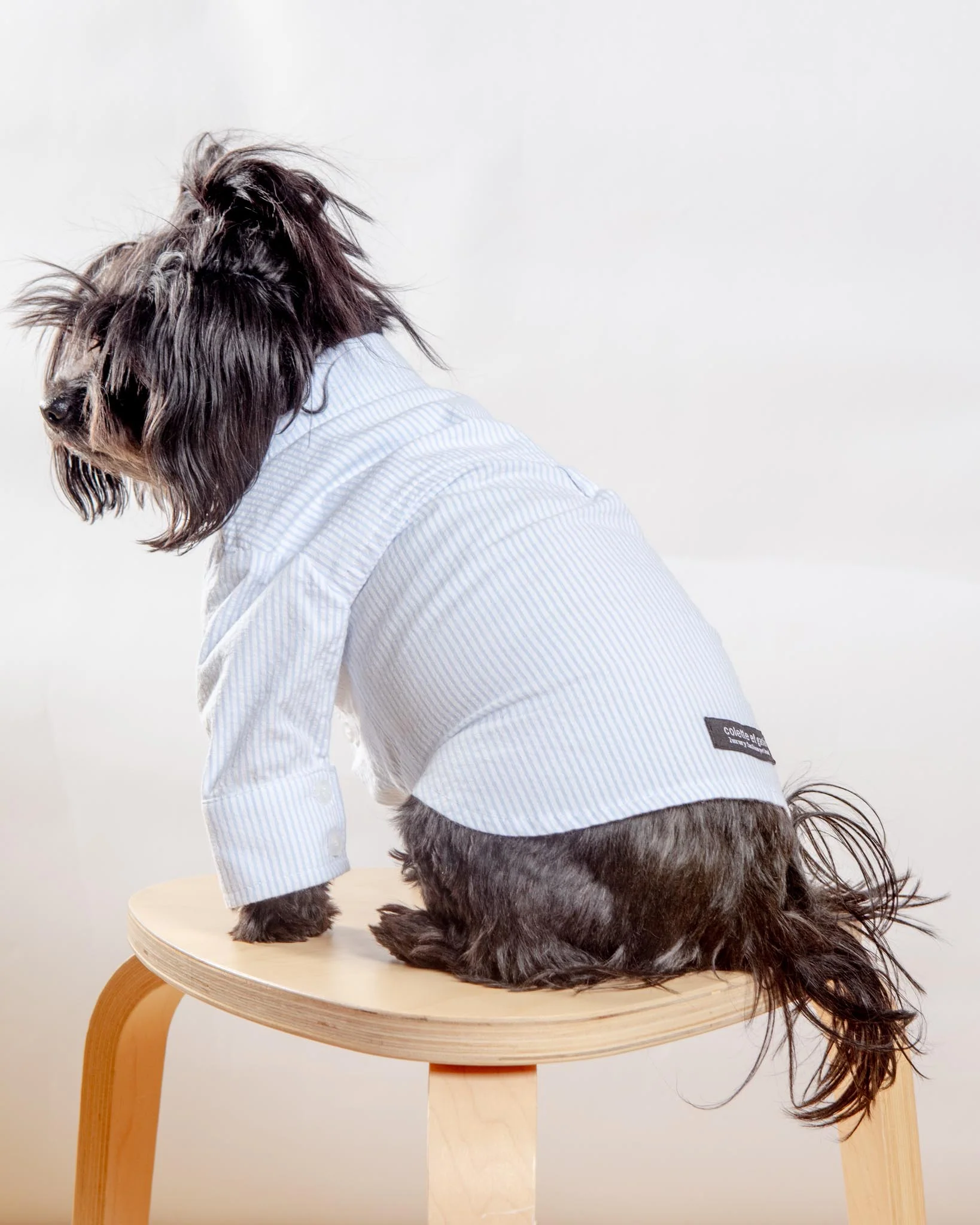 Slim Fit Organic Cotton Button Down Dog Shirt in Striped Blue (FINAL SALE) - Image 5
