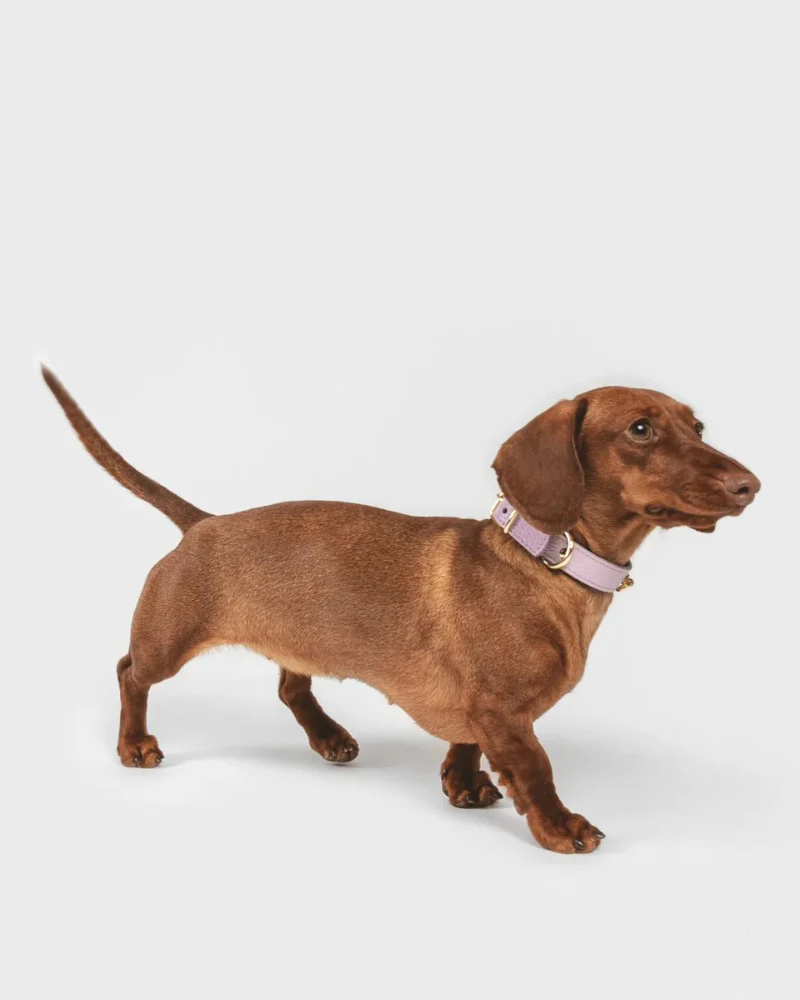 Small Dog Collar in Lavender Leather (Made in Italy) - Image 4
