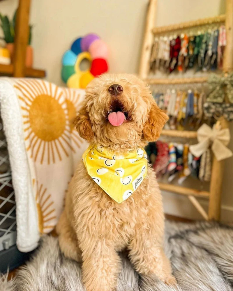 Smiley Friends Dog Bandana (FINAL SALE) - Image 2
