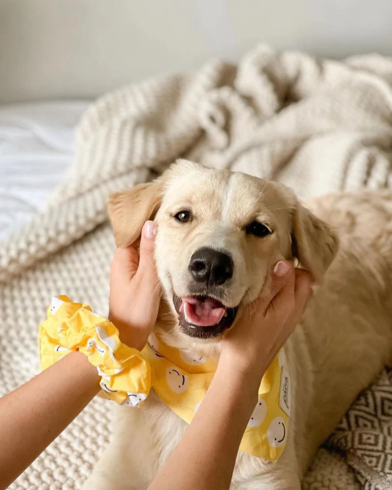 Smiley Friends Dog Bandana (FINAL SALE) - Image 3