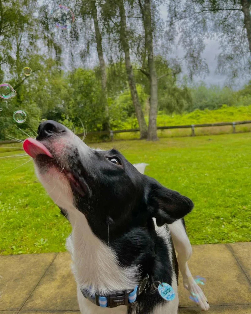 Smokey Bacon Dog Bubbles - Image 5