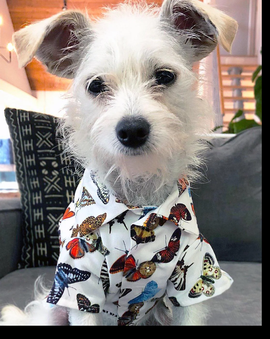 Social Butterfly Button-Down Dog Shirt (FINAL SALE) - Image 2