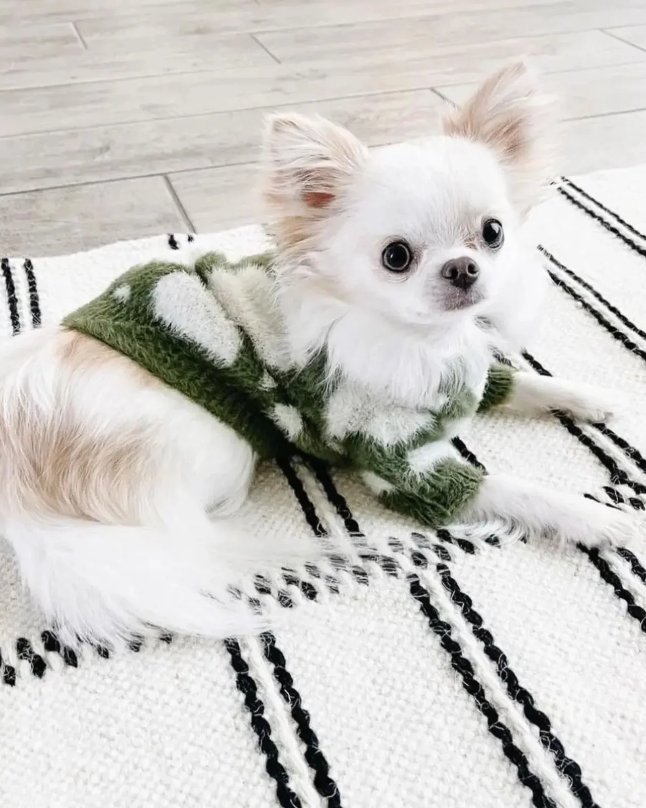Soft Cloud Pet Sweater (FINAL SALE)