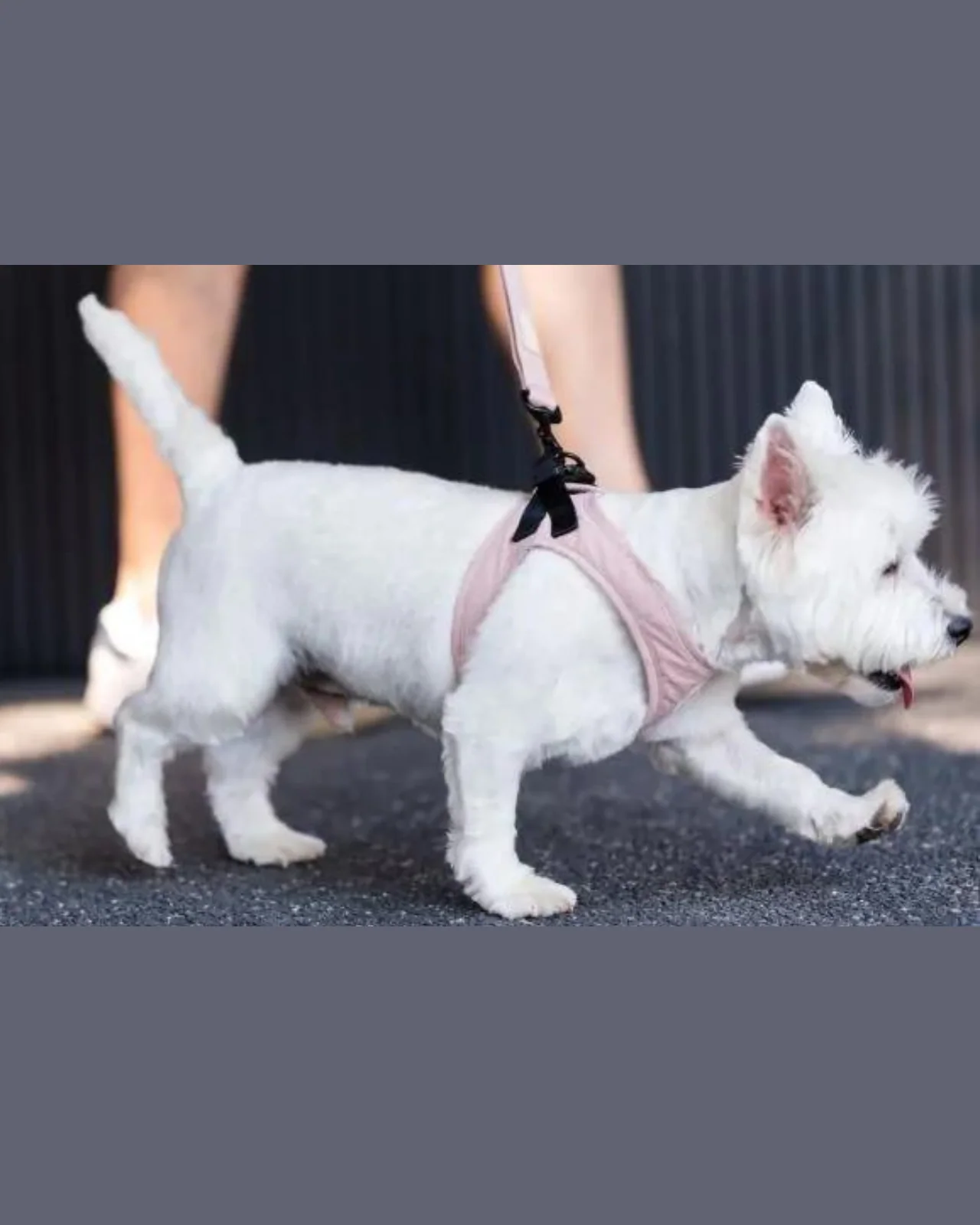 Soft Fabric Step-In Dog Harness in Blush - Image 3