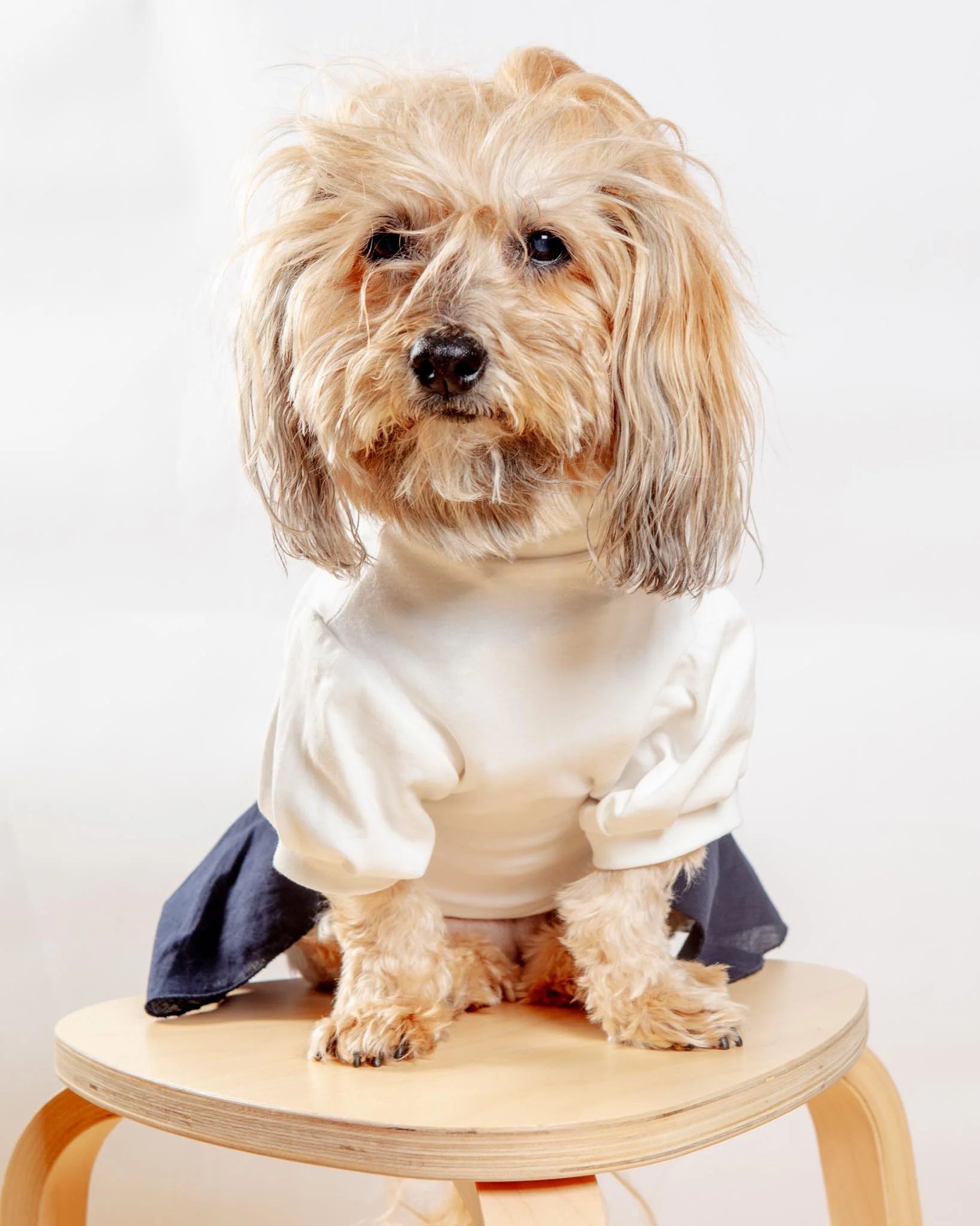Soft Dog Dress in White & Navy (FINAL SALE) - Image 6