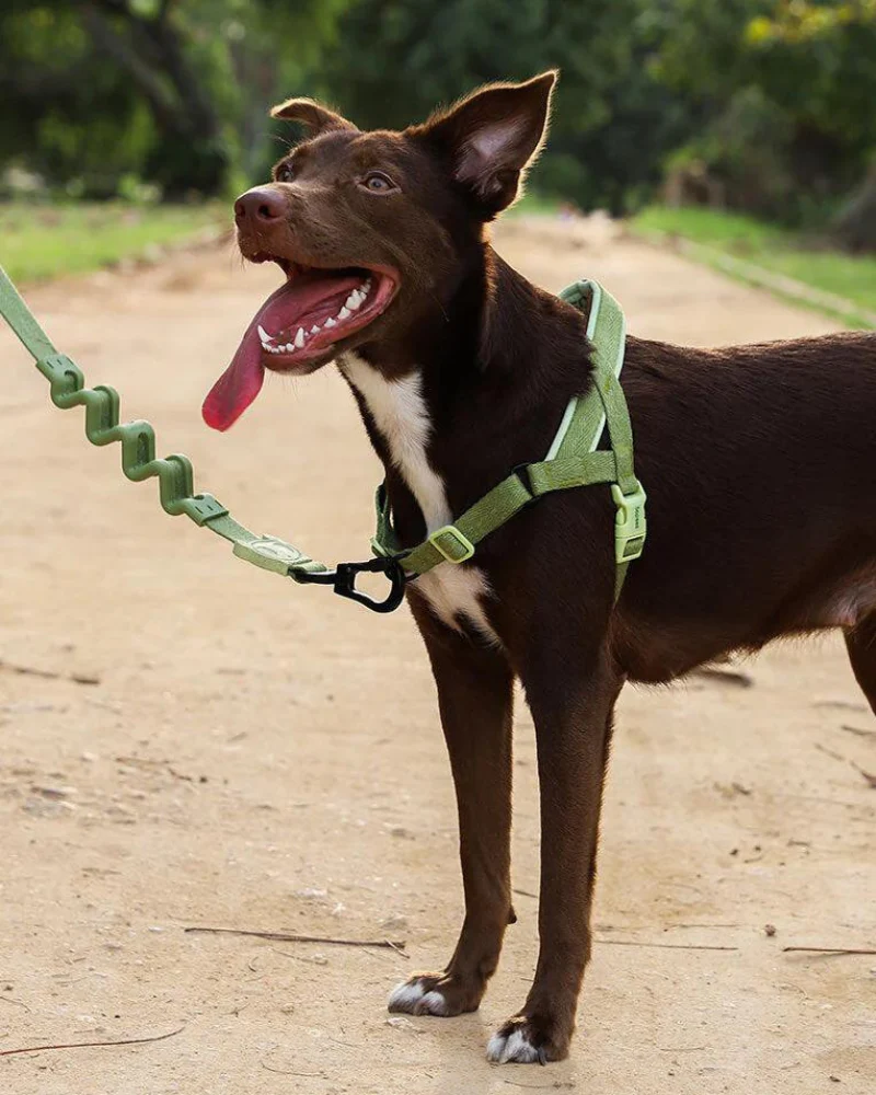 SofterWalk No-Pull Dog Harness in Moss (FINAL SALE)
