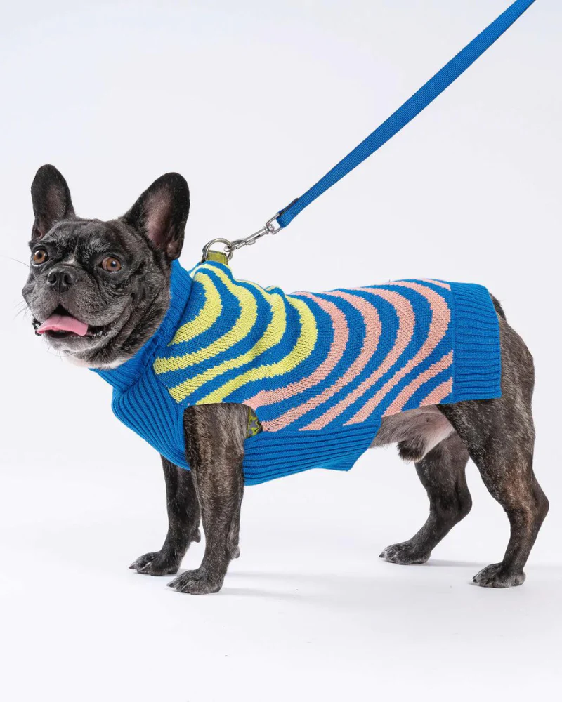 Sound Wave Dog Sweater in Lime & Cobalt (FINAL SALE) - Image 5