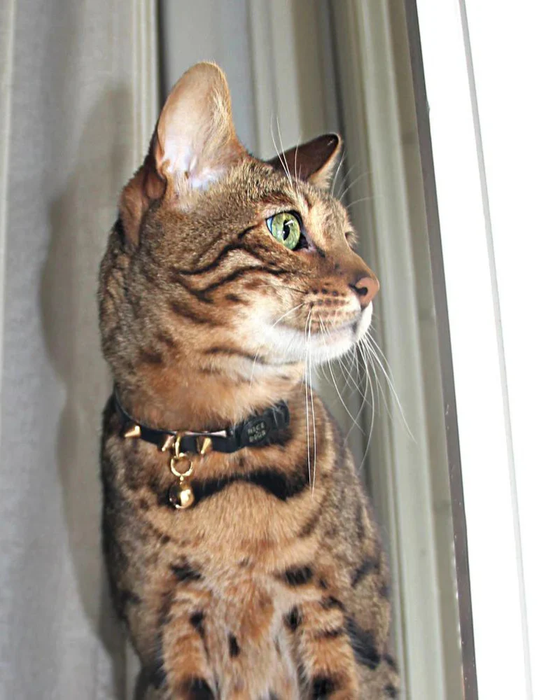Spike Leather Cat Collar in Gold Noir