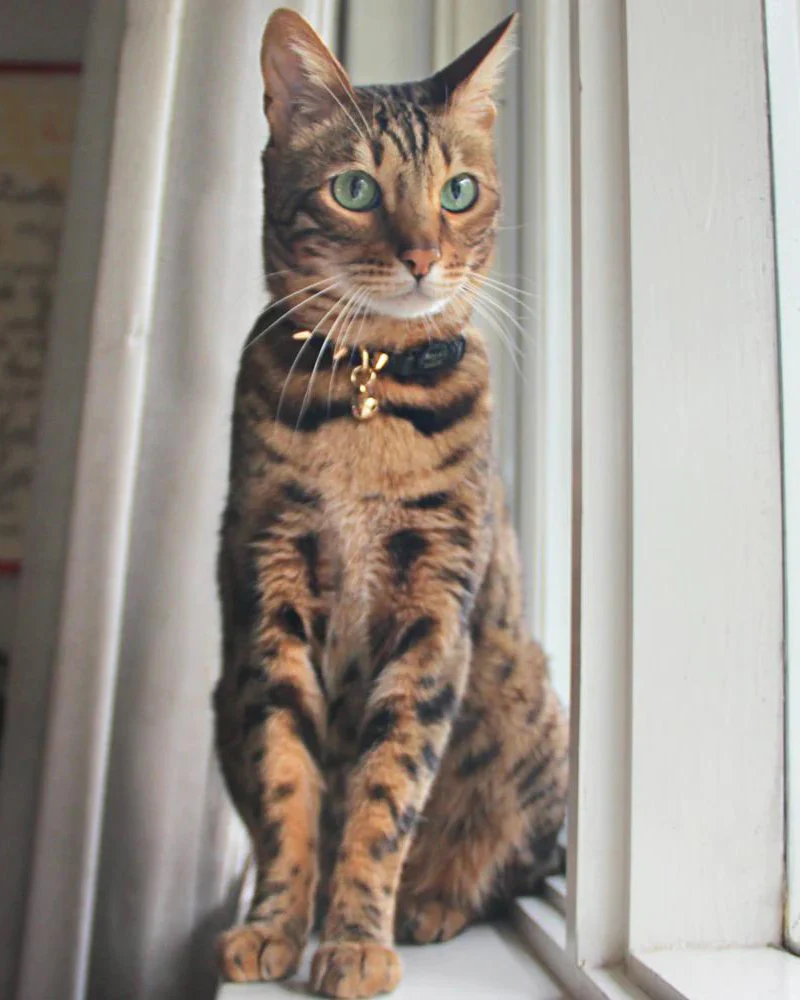 Spike Leather Cat Collar in Gold Noir - Image 4