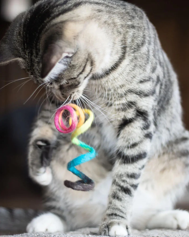 Spring Wool Cat Toy - Image 3