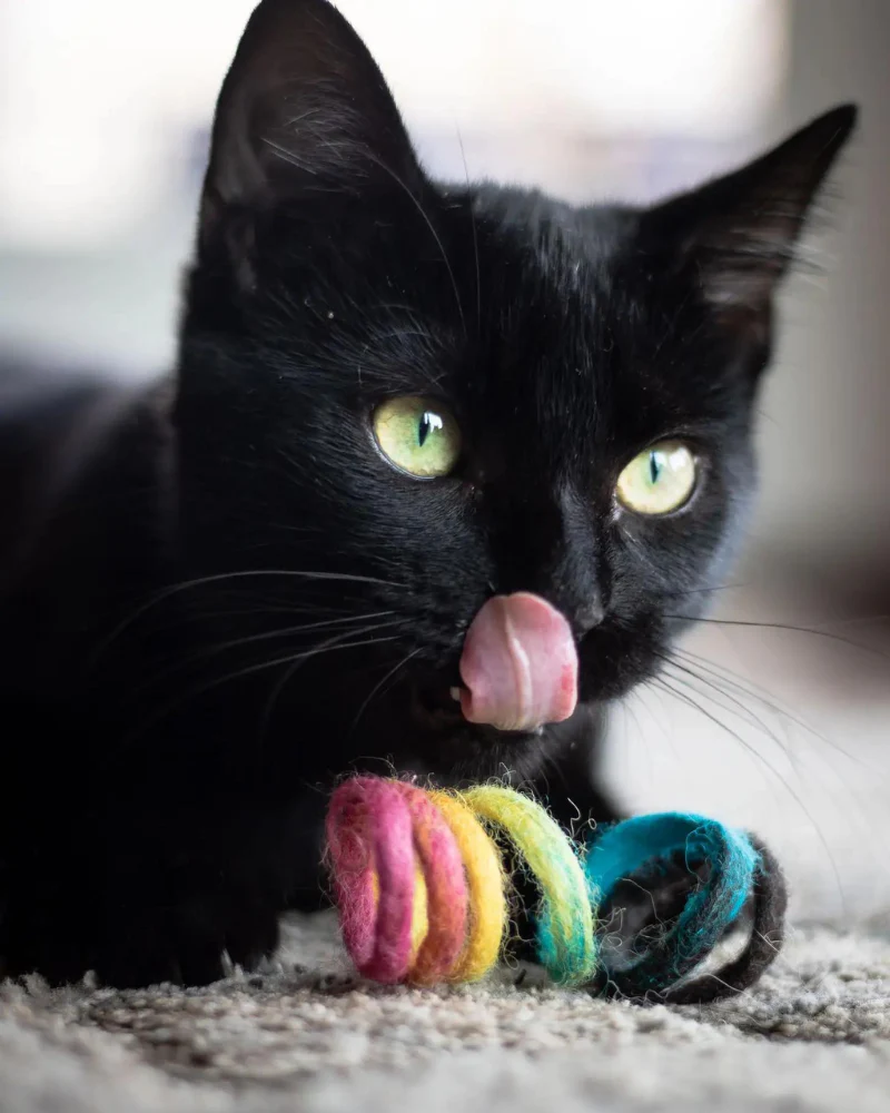Spring Wool Cat Toy - Image 6