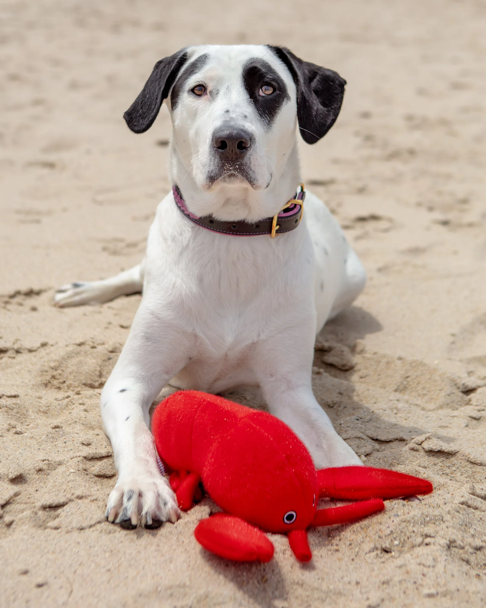 Fuzzy Sea Plush Lobster Dog Toy - Image 2