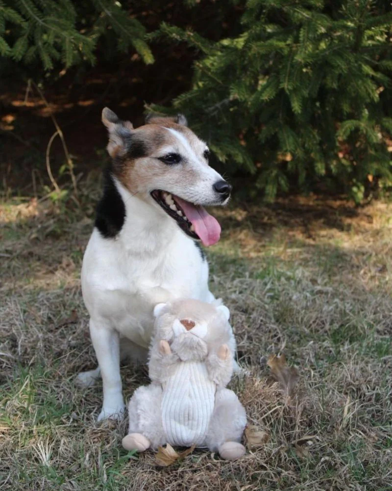 Squirrel Dog Toy w/ Animated Tail (FINAL SALE) - Image 5