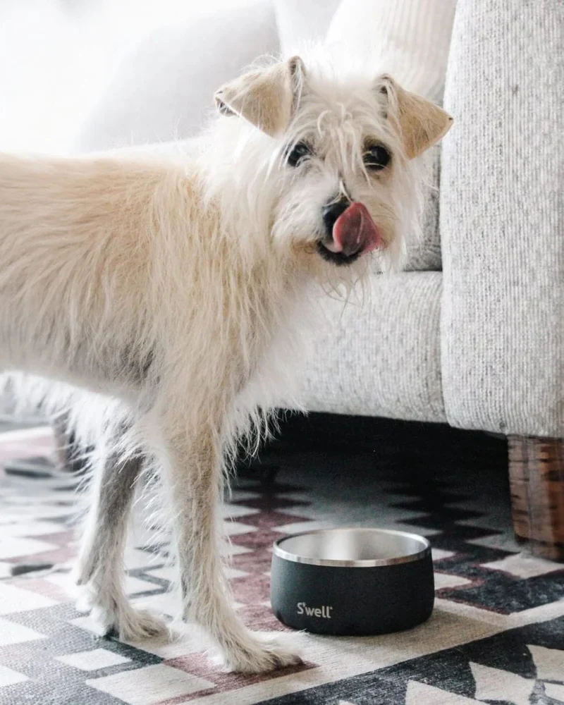 Stainless Steel Dog Bowl in Onyx - Image 2