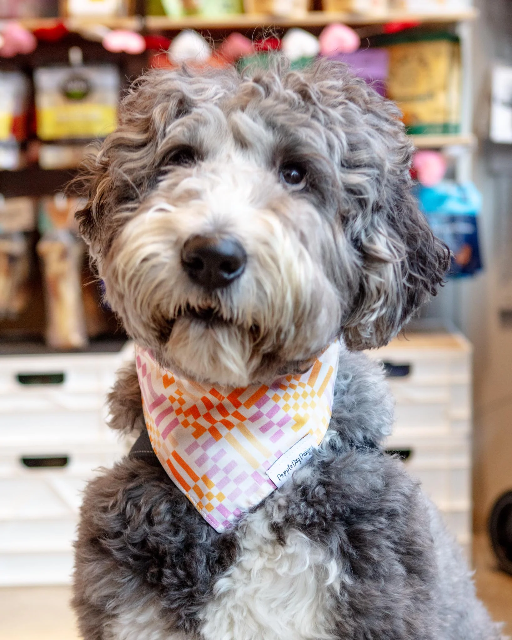 Stay Groovy Dog Bandana (Made in the USA) (FINAL SALE)