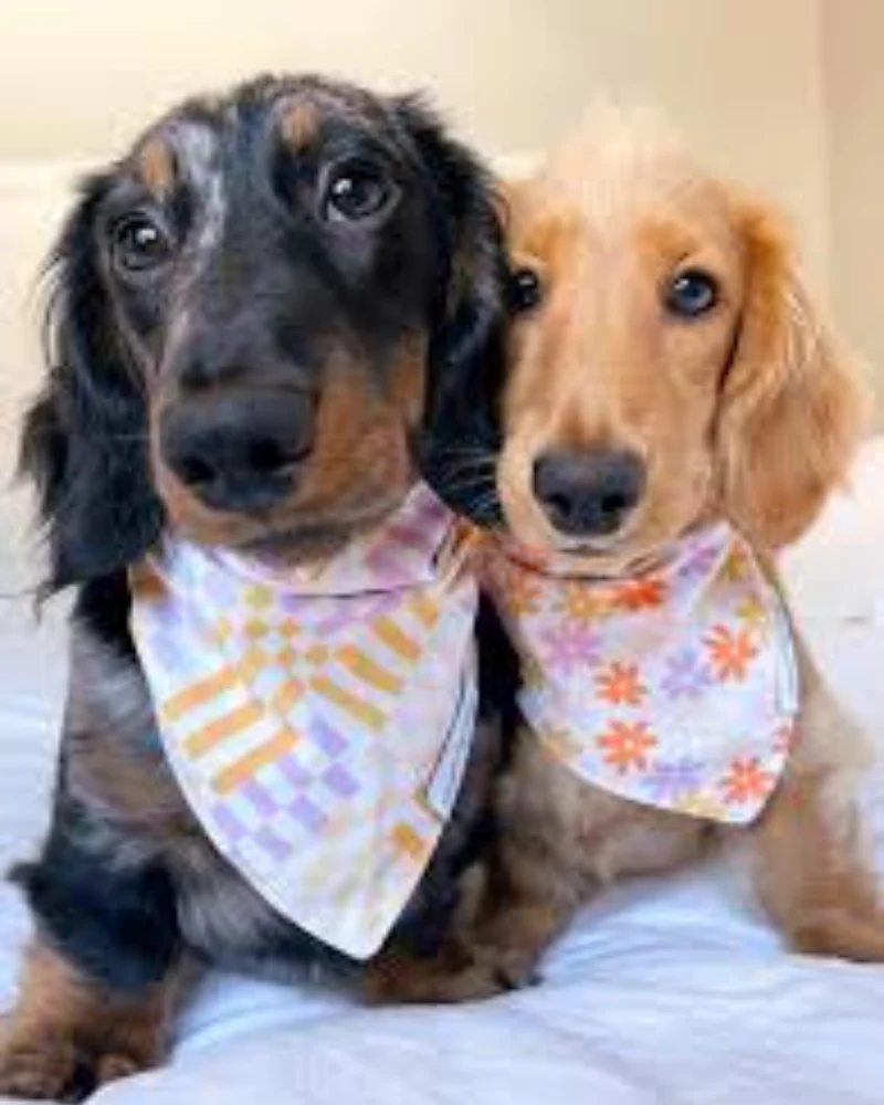 Stay Groovy Dog Bandana (Made in the USA) (FINAL SALE) - Image 3
