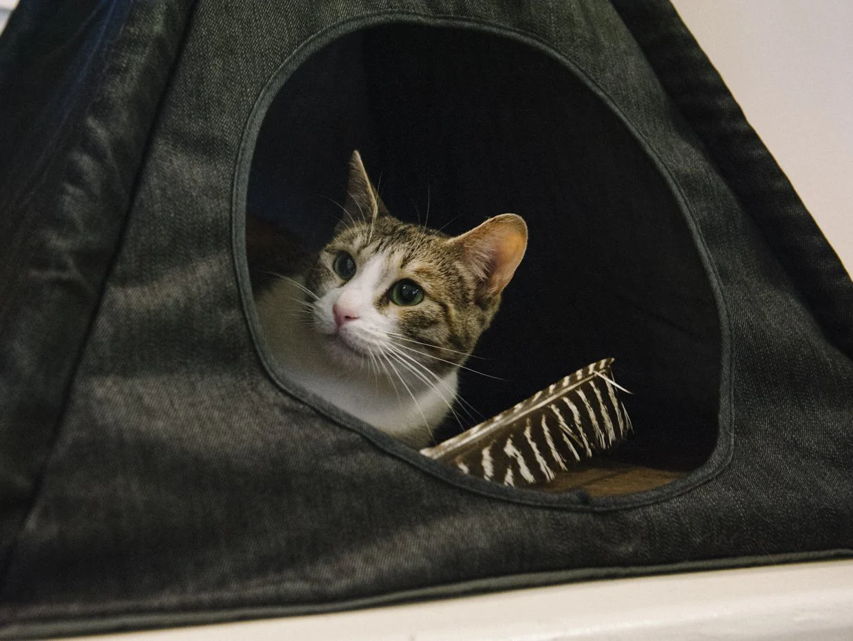 Striped Pet Teepee in Seacoast (Drop-Ship) - Image 4